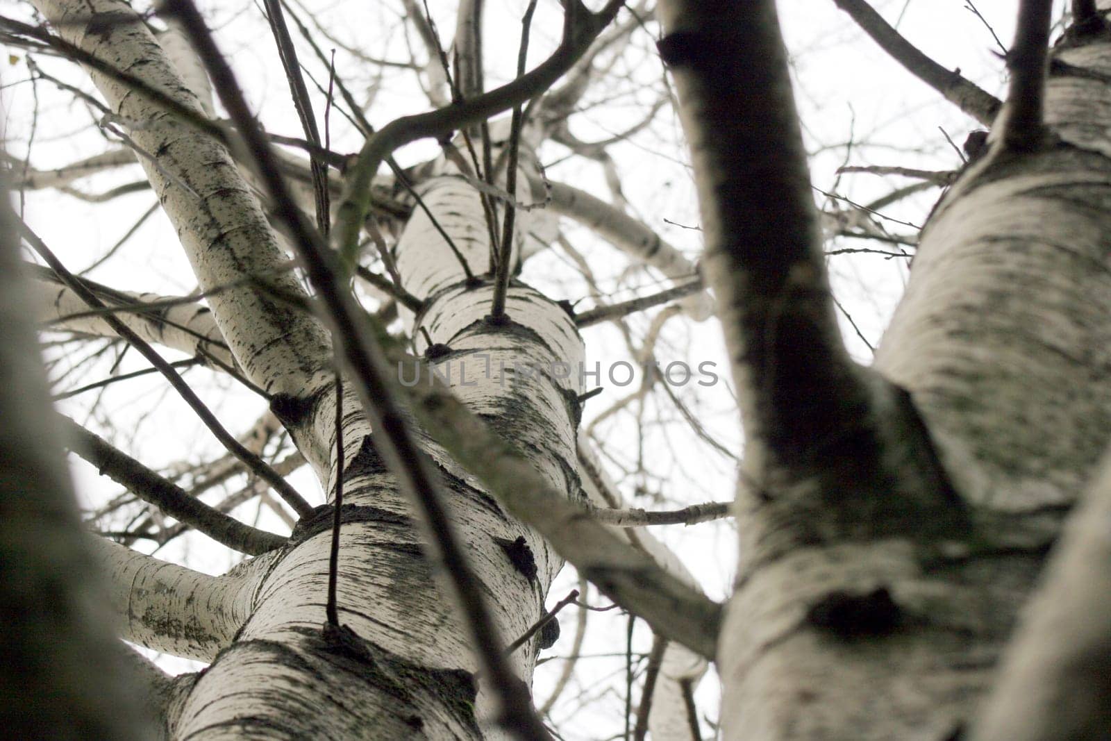 Canon 20D
