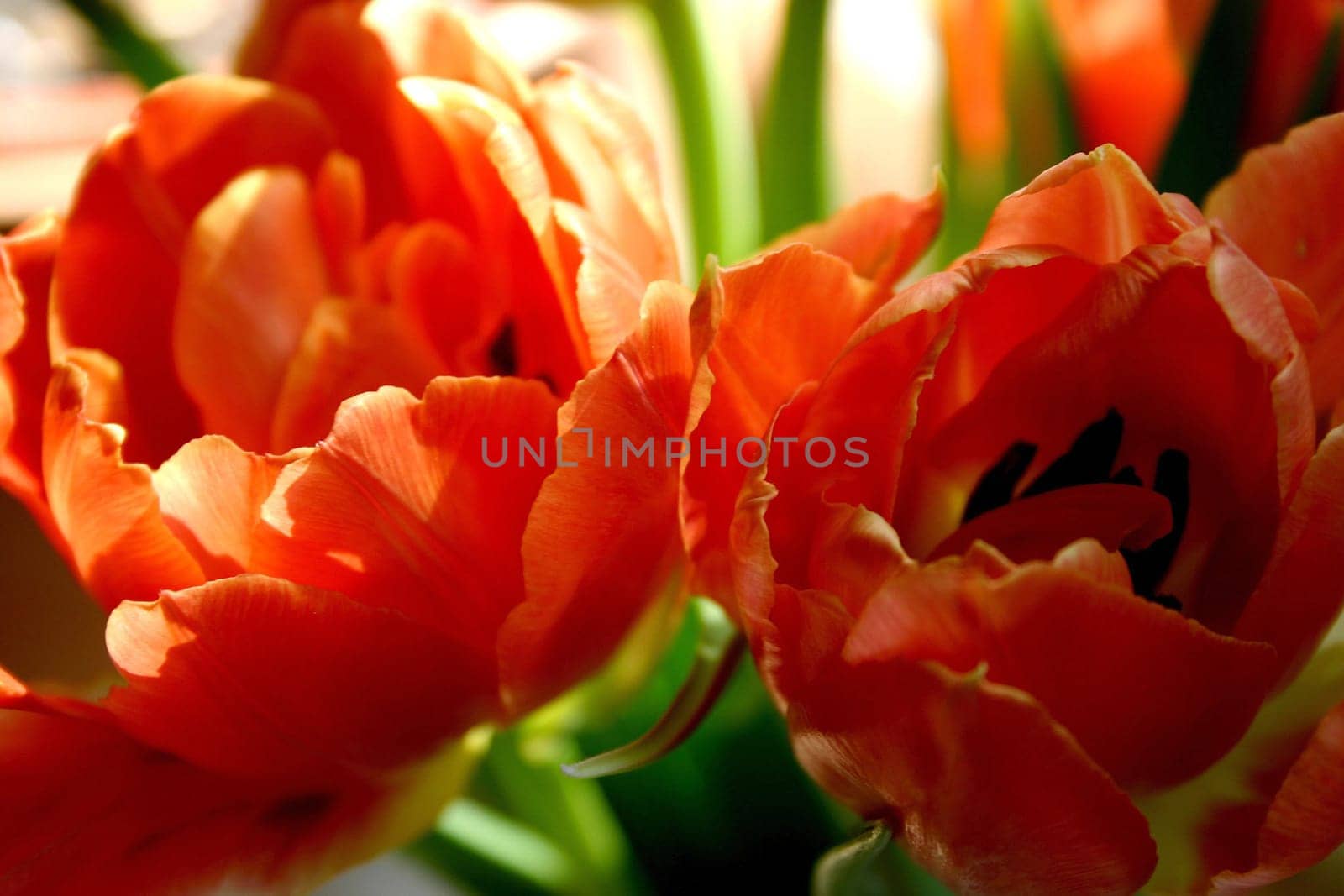 Tulips