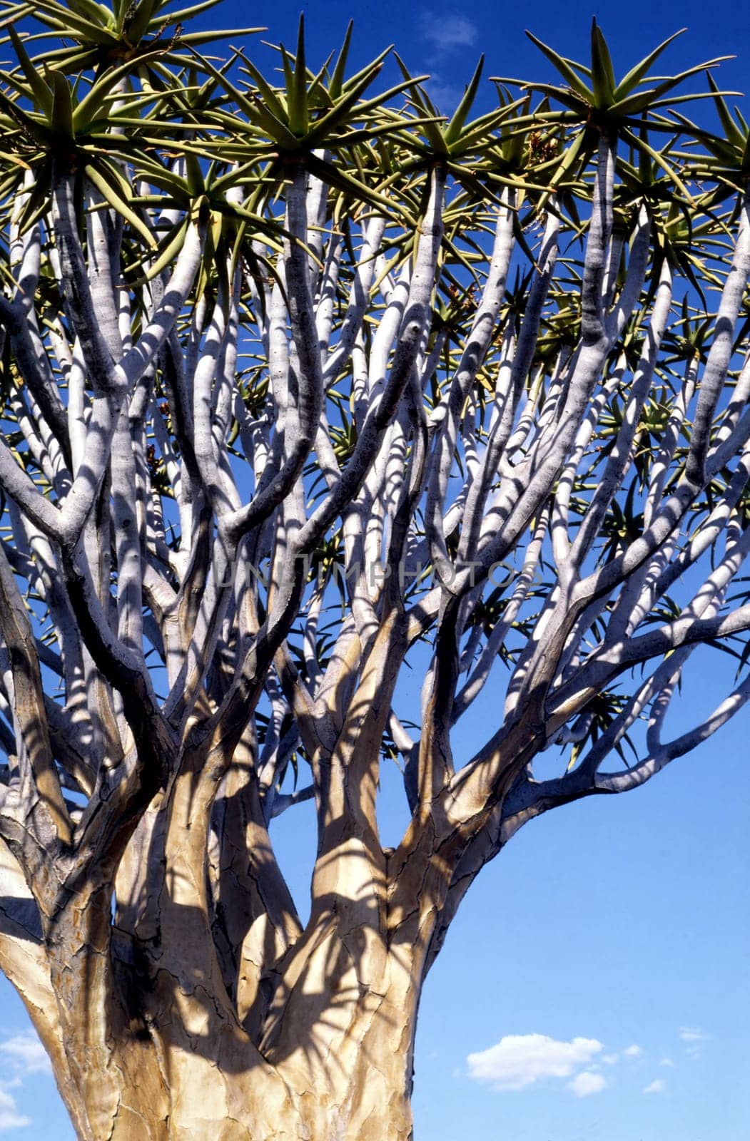 This unique tree is native to Namibia. In its sponge-like hollowed-out trunk and branches,it stores the slightest moisture and can thus survive for years in the drought of the Kalahari.