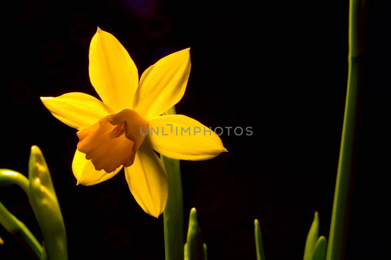 Narcissus II