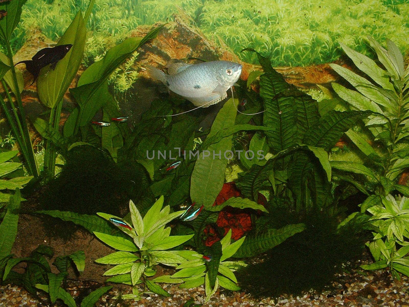 Aquarium 1