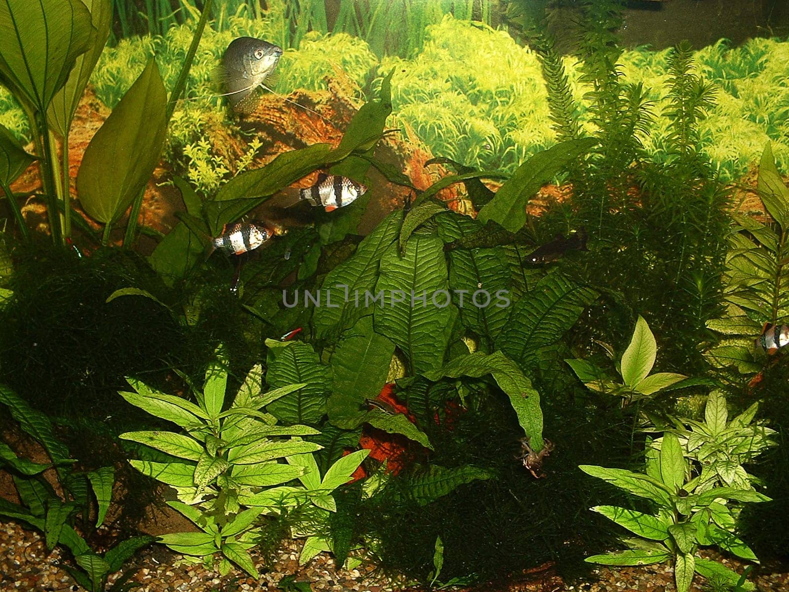 Aquarium 3