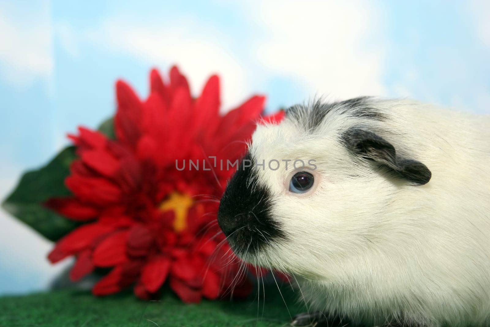 Drolly the Crested Guinea Pig III
