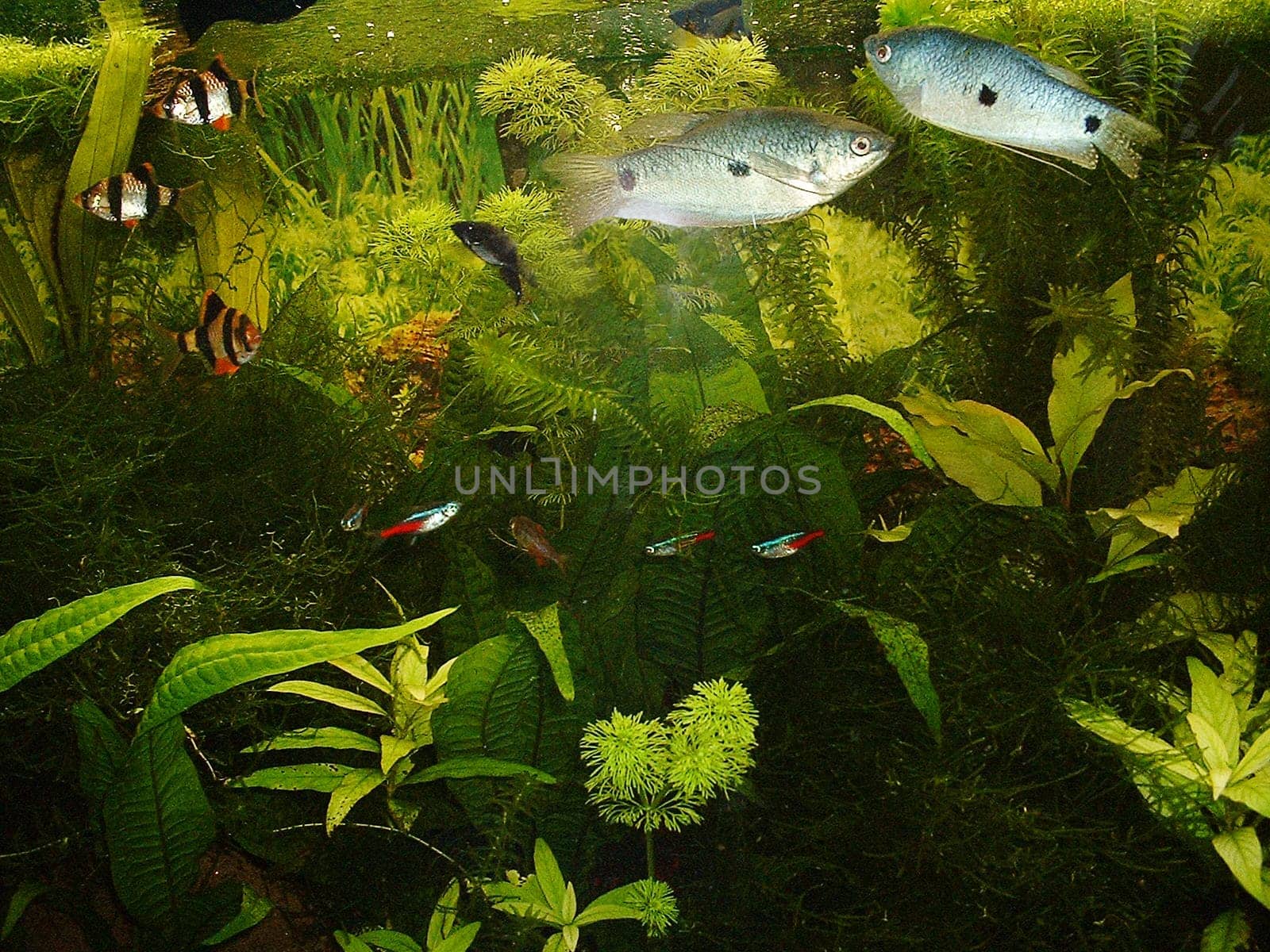 Aquarium 4