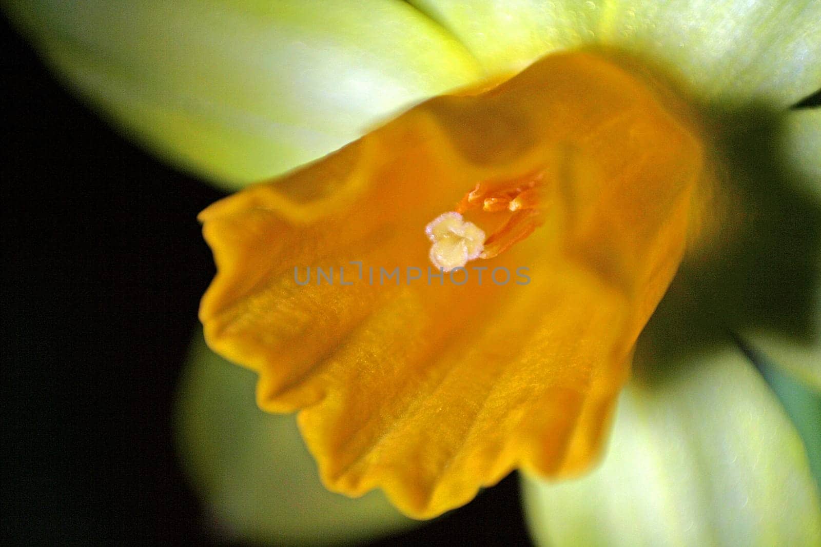 Narcissus III
