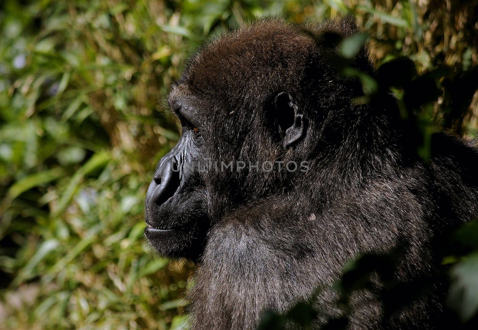 Ancestor