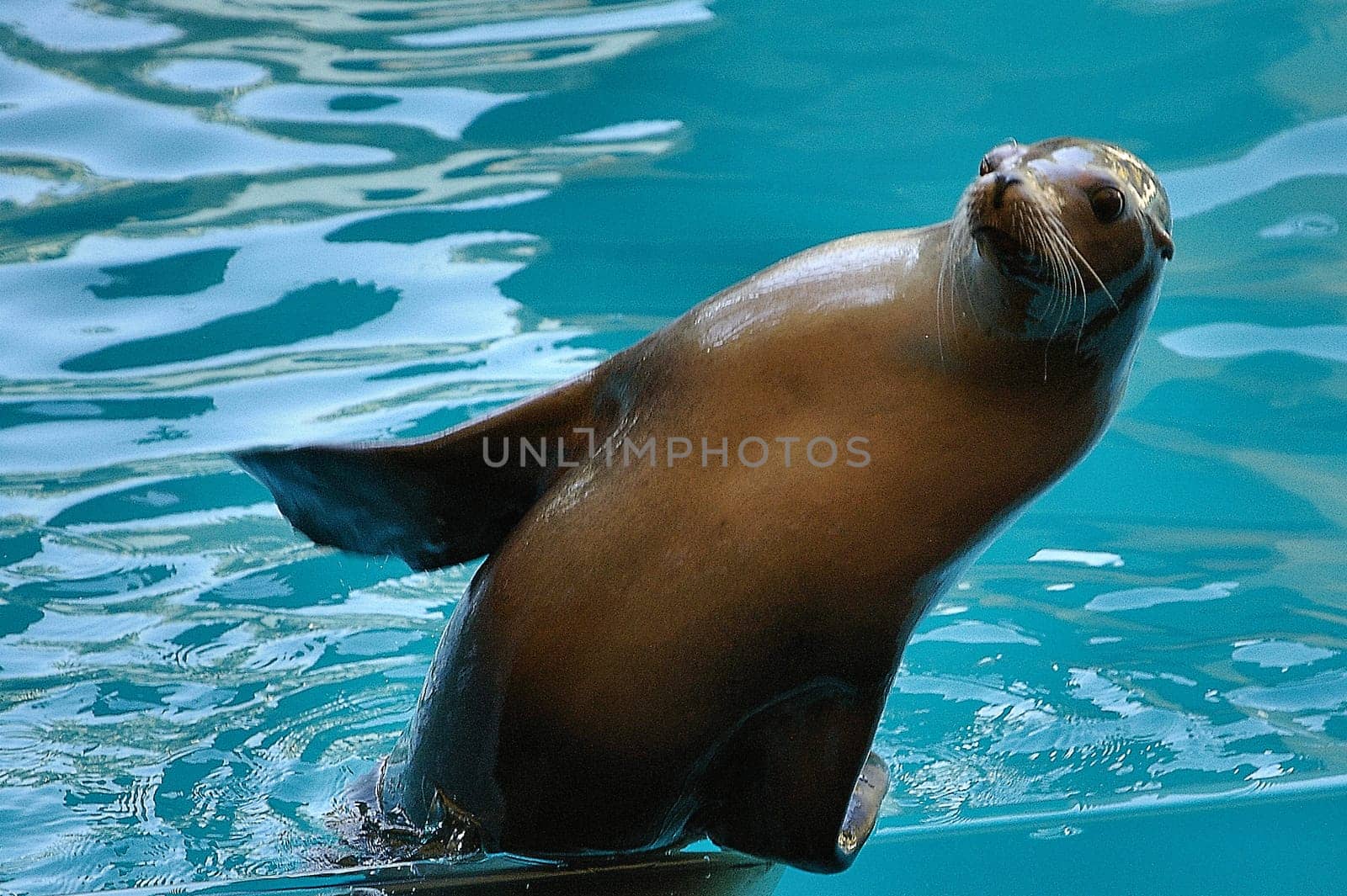 Acrobat schöööööön