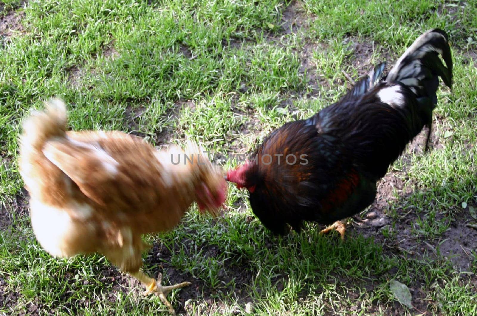 Dispute Roosters