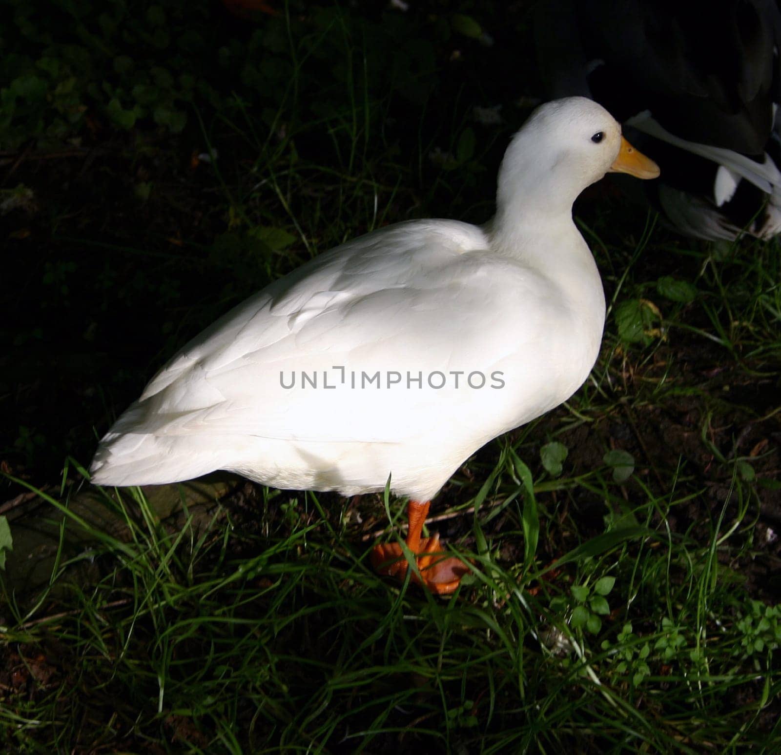 White duck