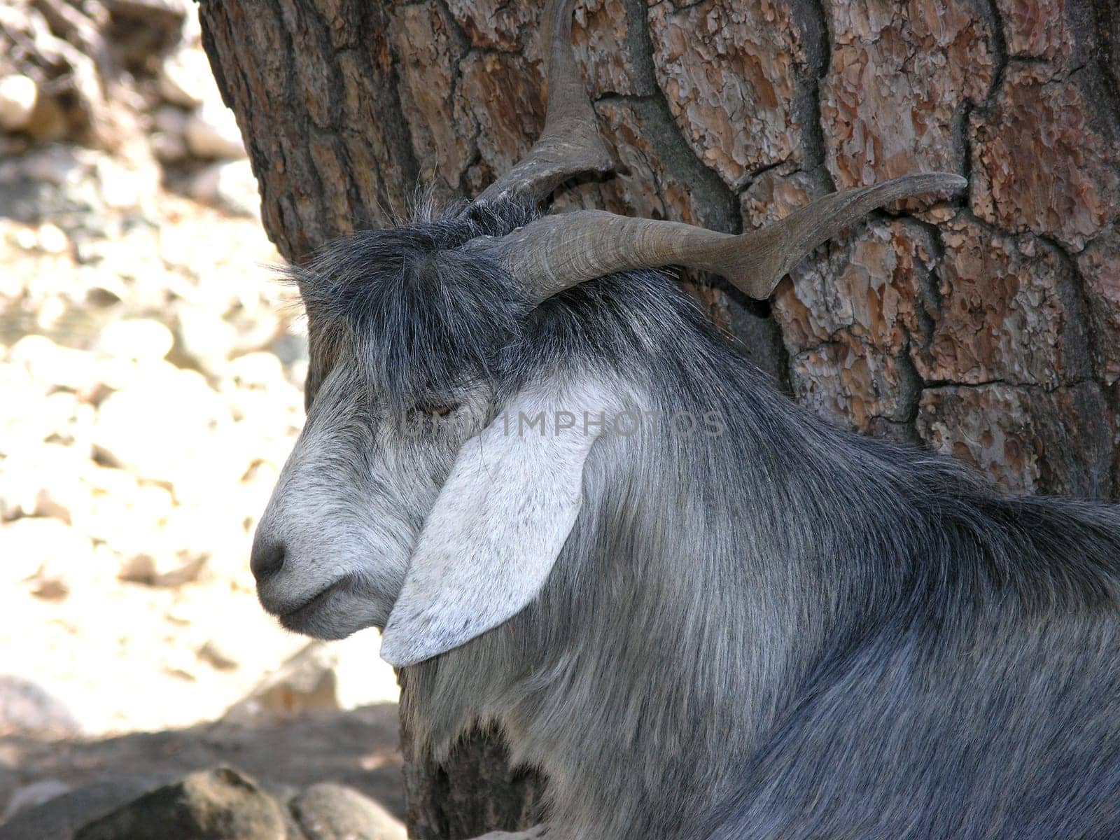 Goat in the Taurus Mountains - Kemer Turkey 2448 x 1836 pixels
