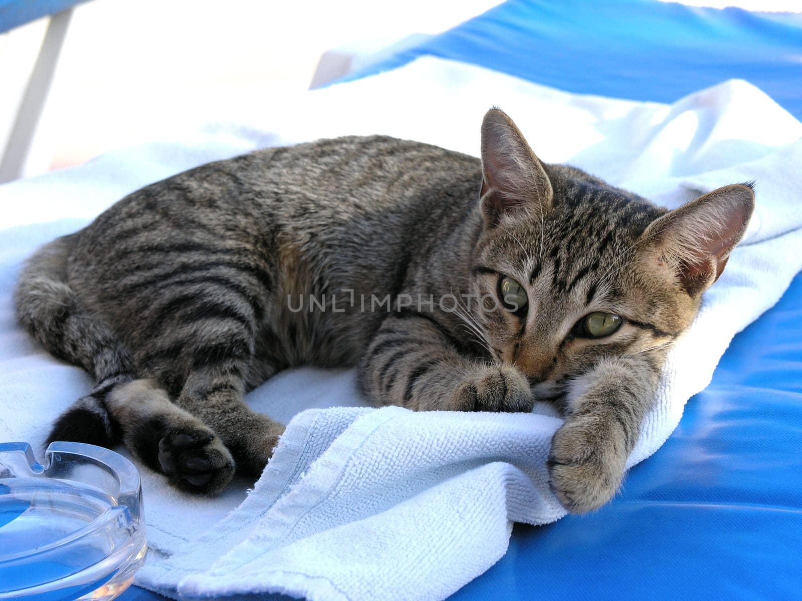 Little kitten on deckchair 3264 x 2448 Shutter speed: 1/250 Aperture: 4 Focal Length: 18.4