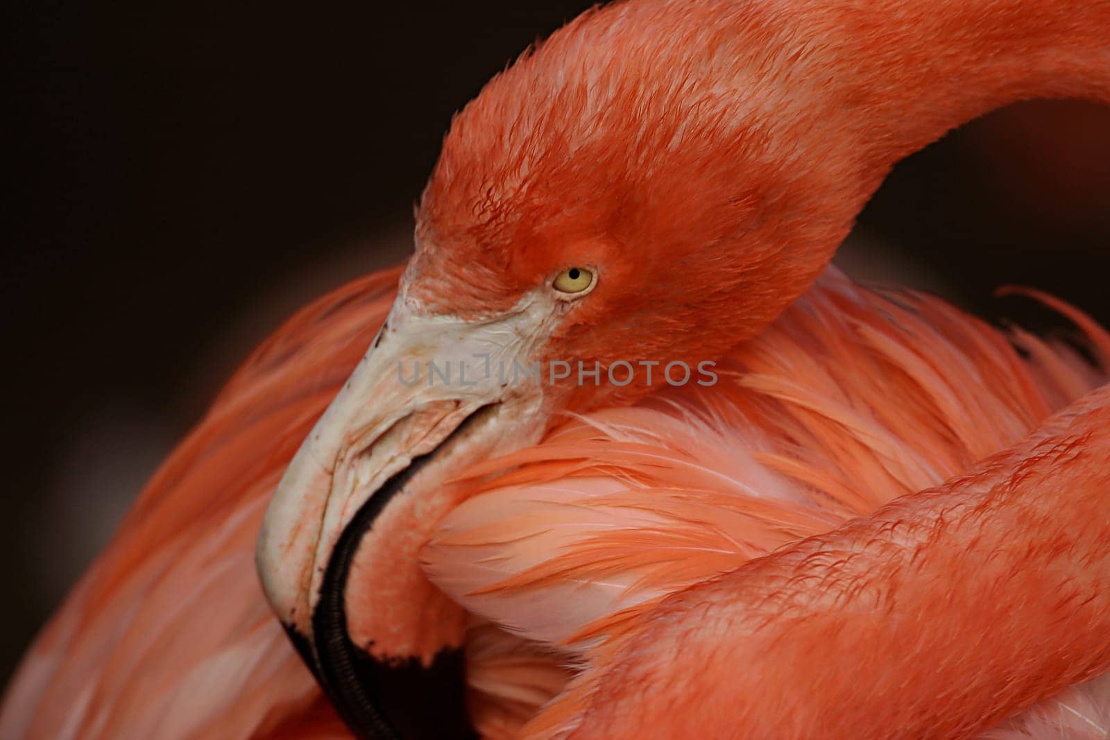 Flamingo Road