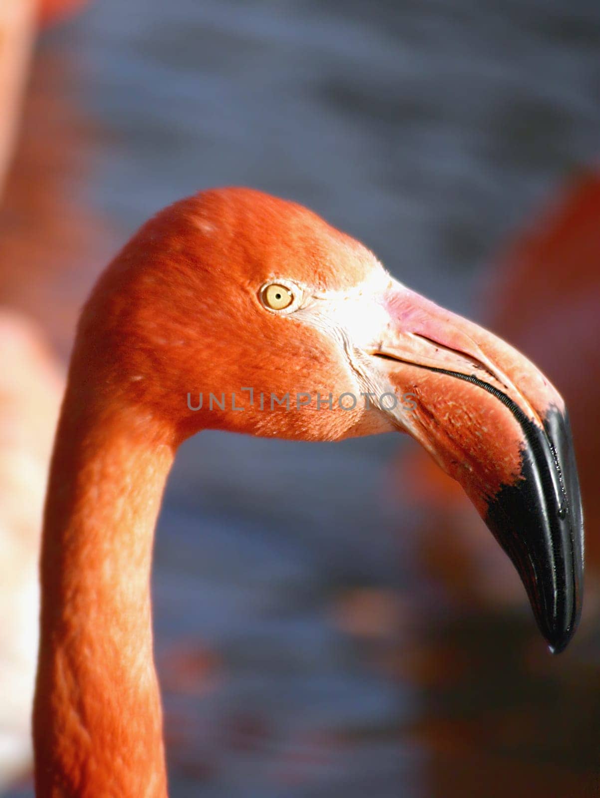 Flamingo Ingo