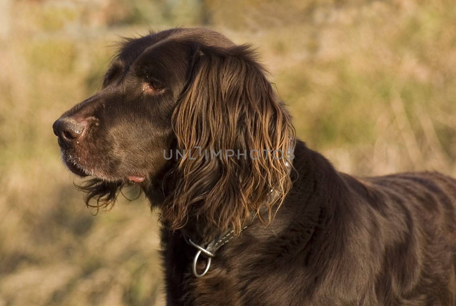 German Longhair...