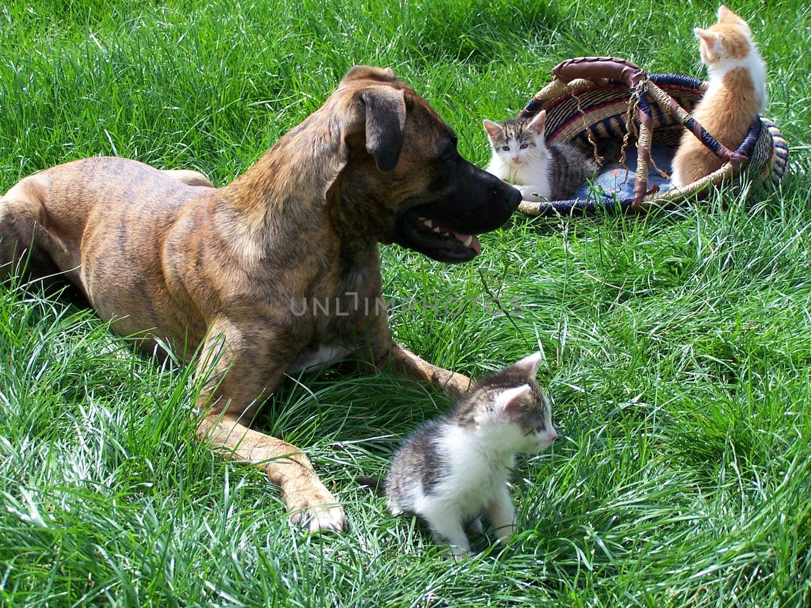 Cat mom