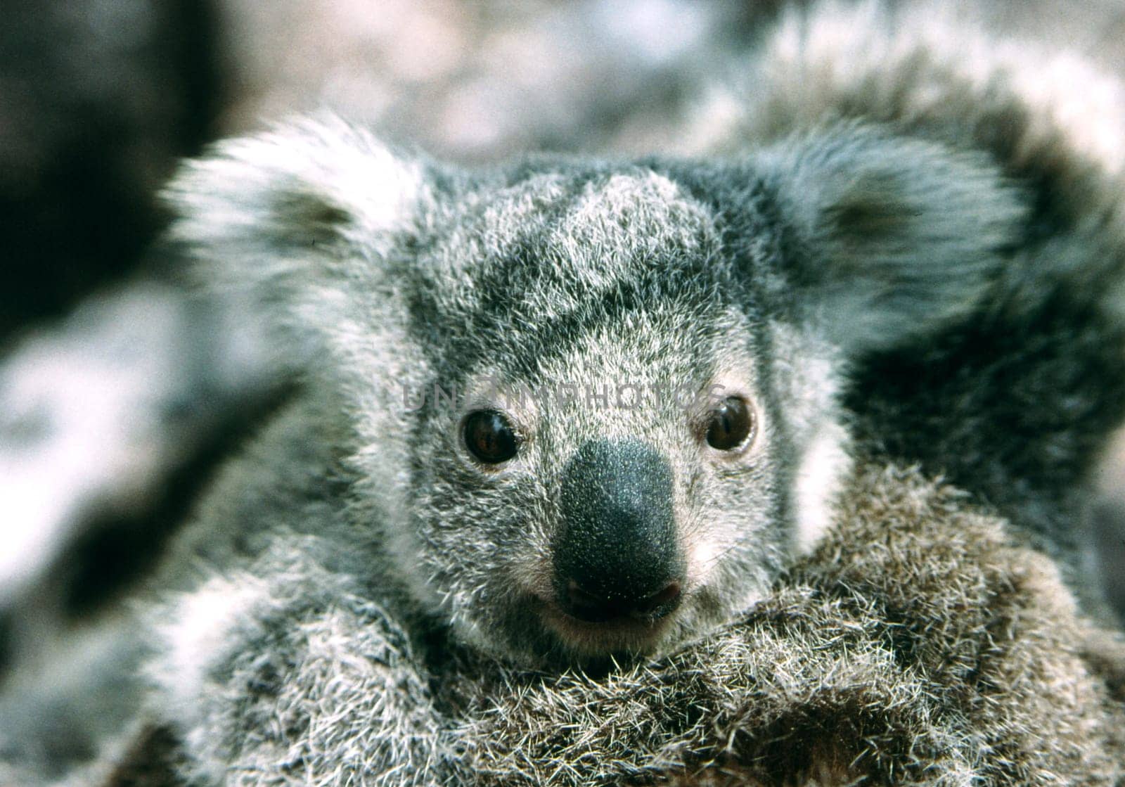 Koala baby