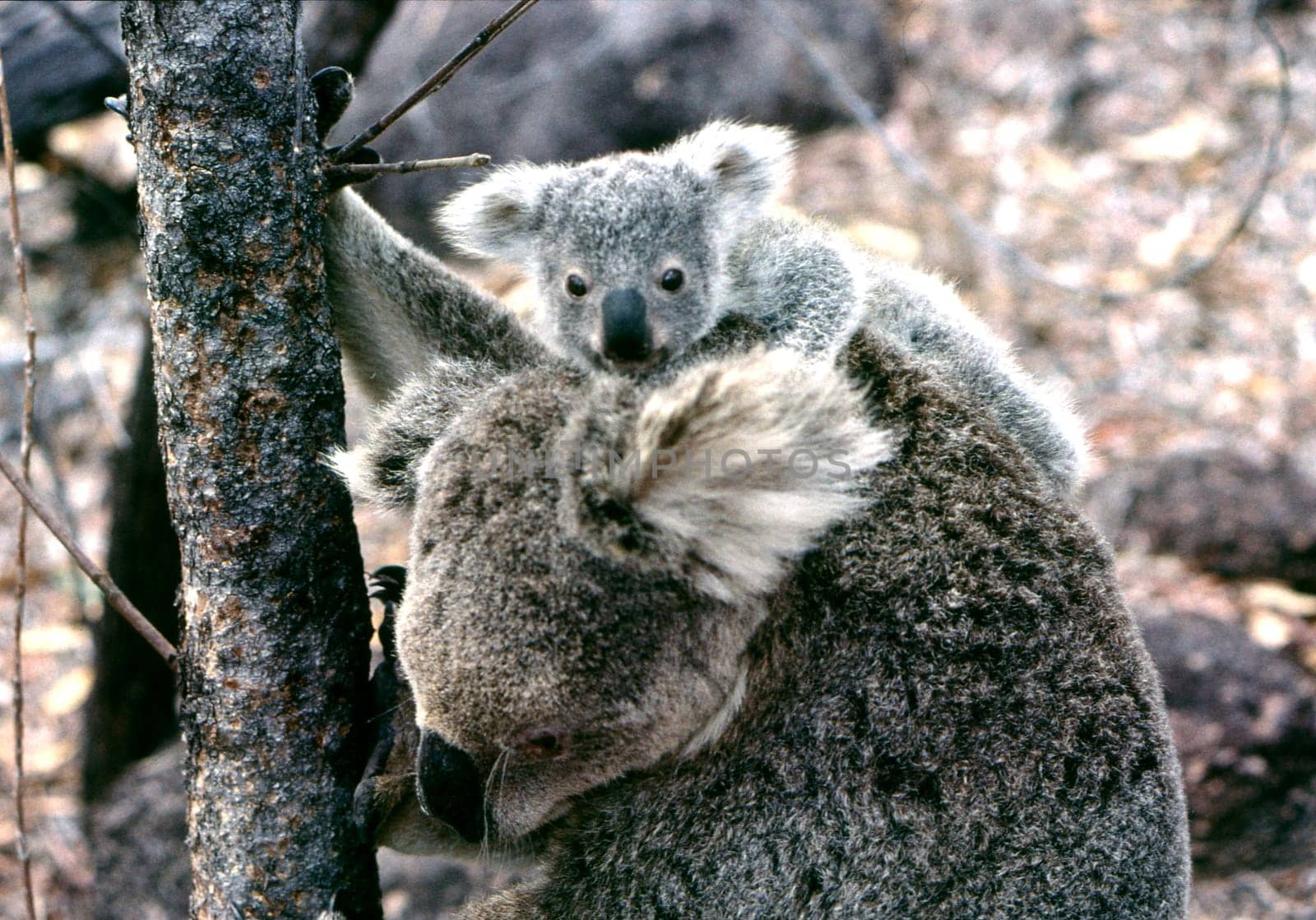 Koala baby with mother