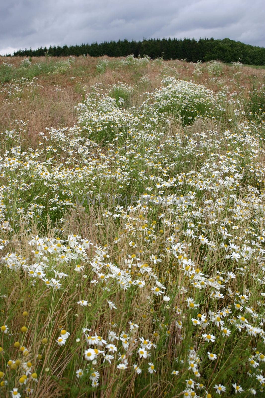 Wild meadow at the edge of a forest in summer