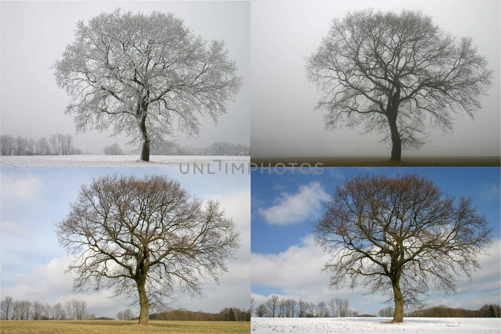 Solitary tree in the change of February weather