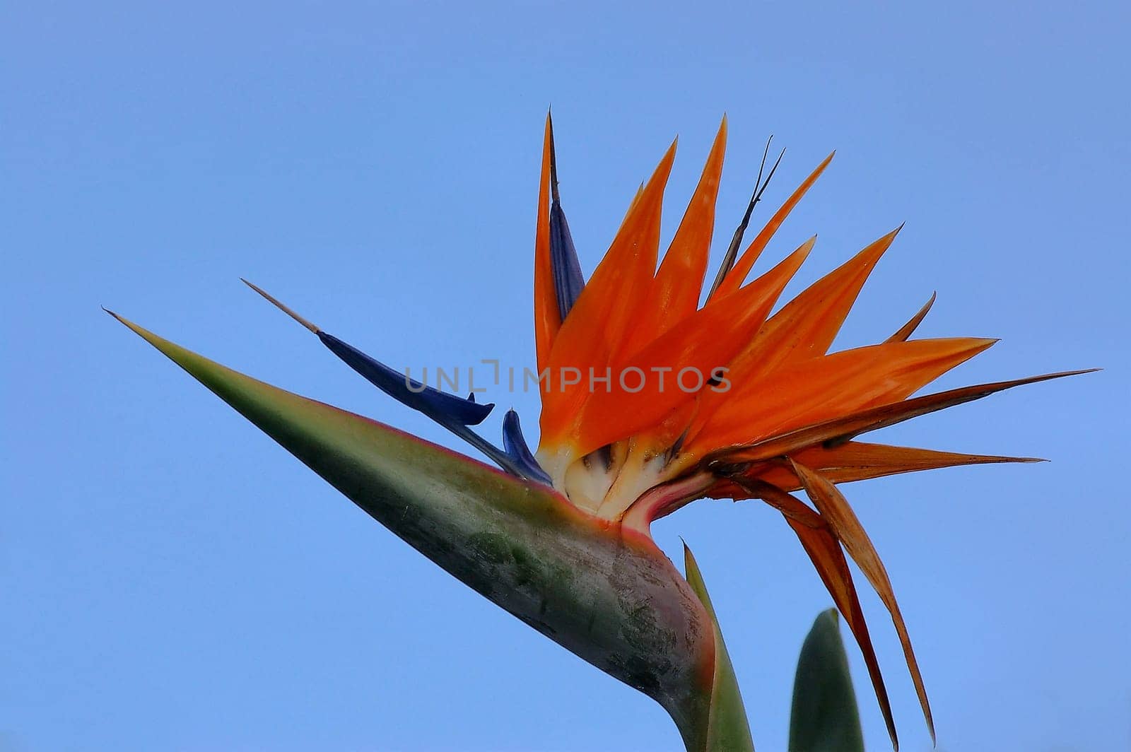 as colorful as a bird of paradise