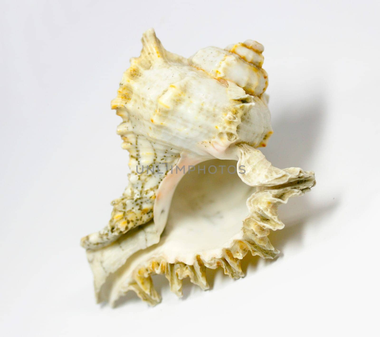 Shell