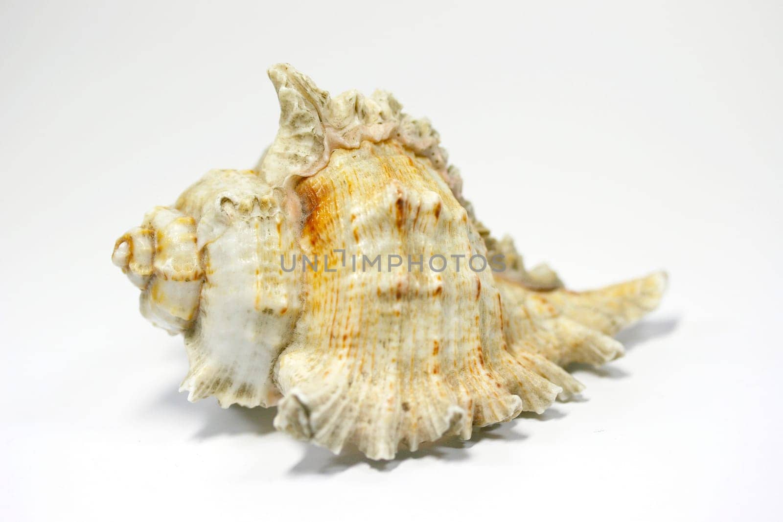 Shell