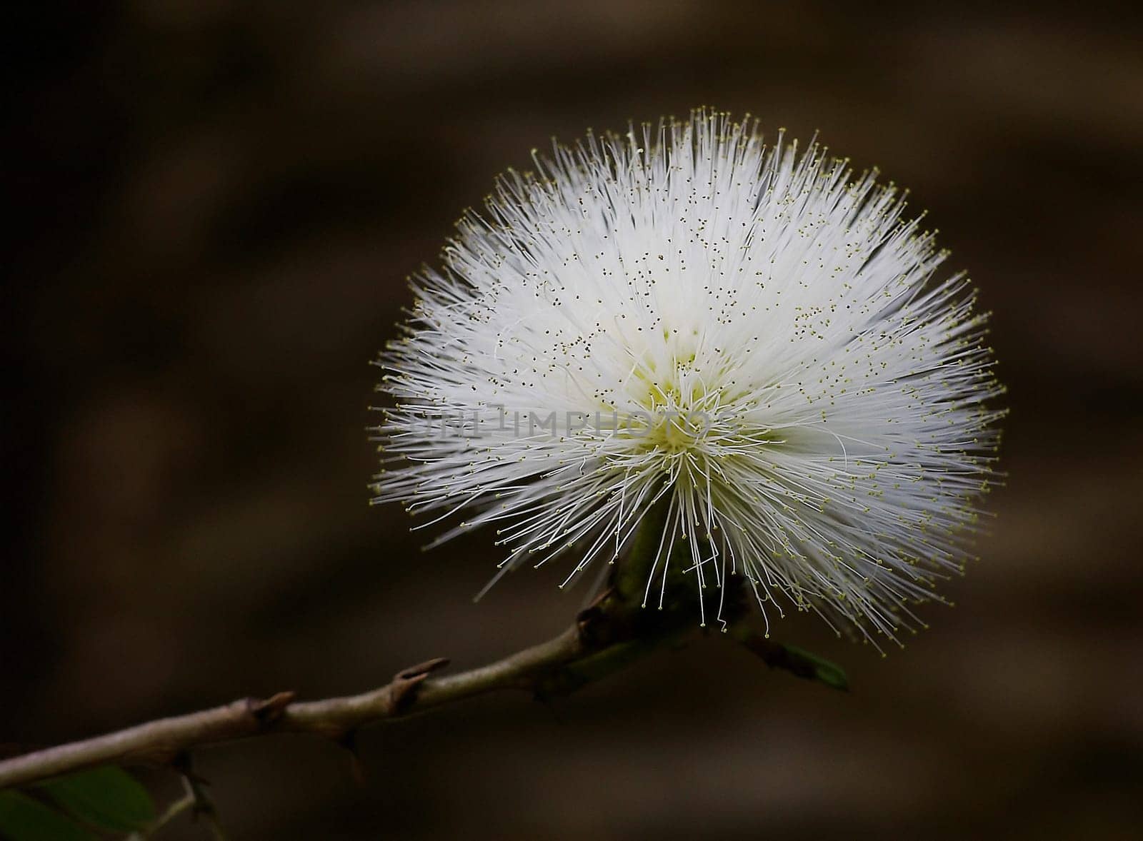 Calliandra