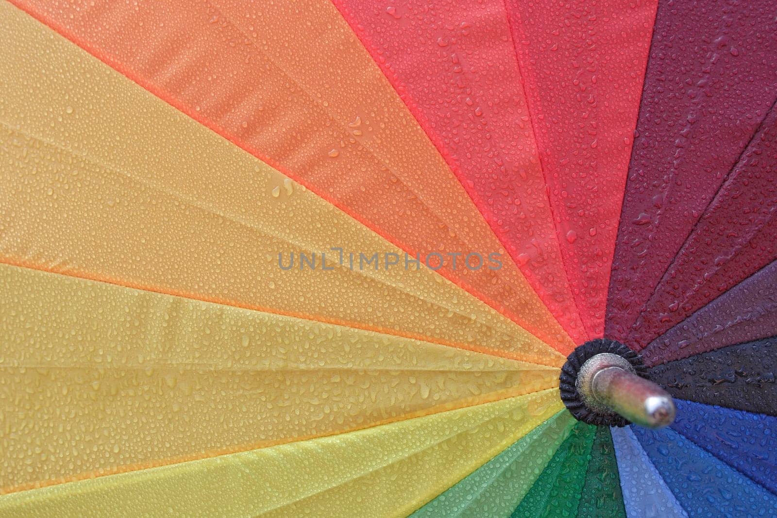 Umbrella