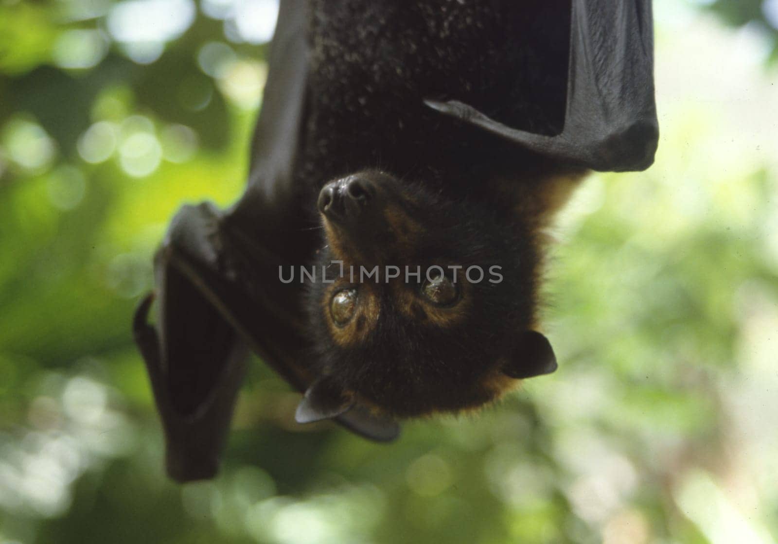 Fruit bats are fruit eaters,some species are also nectar suckers. The animal settles on the fruit or flower,holding on with the claws of the first two fingers and toes. Either the food is eaten on the spot o