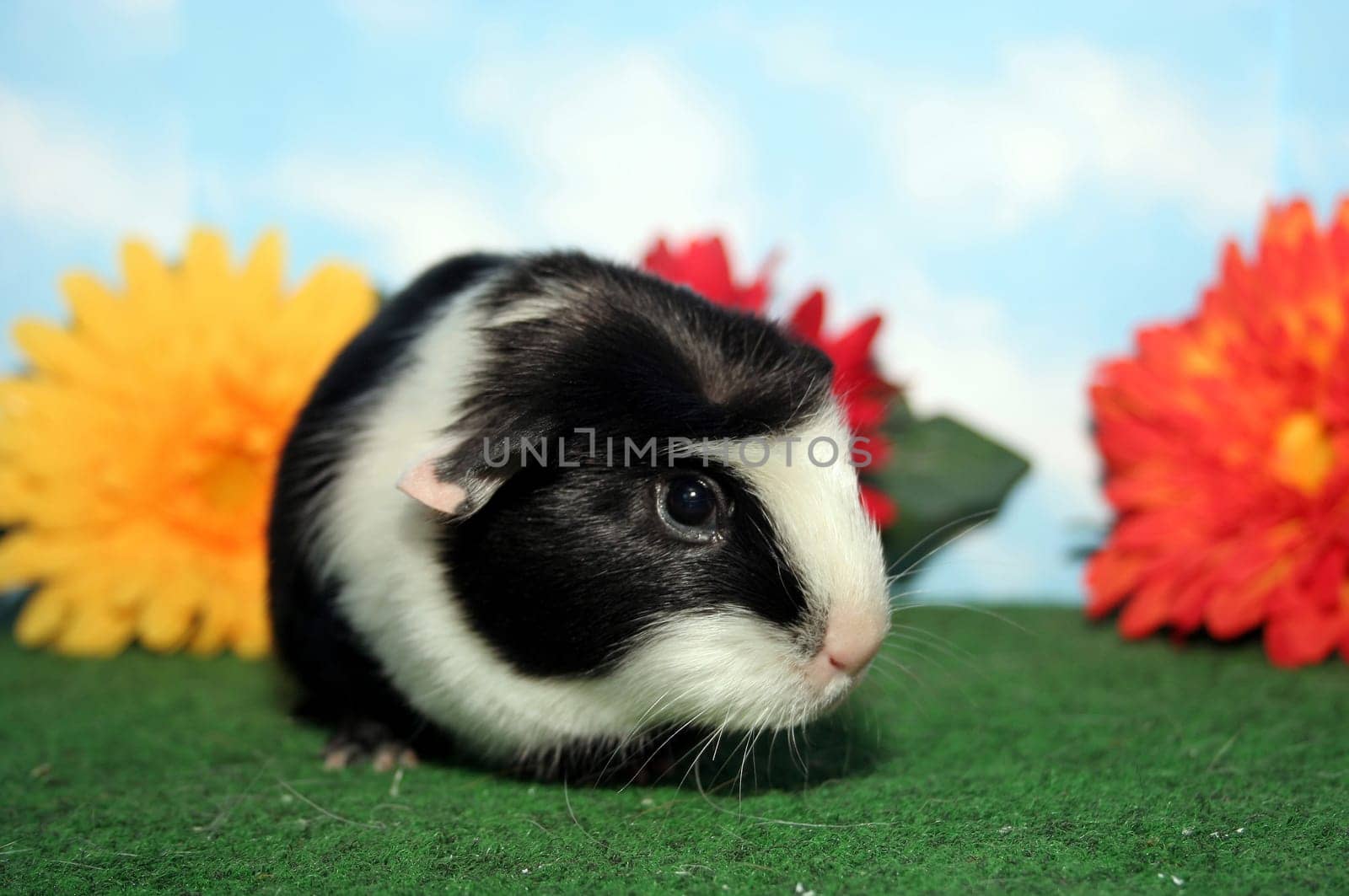 Stella with Flower V