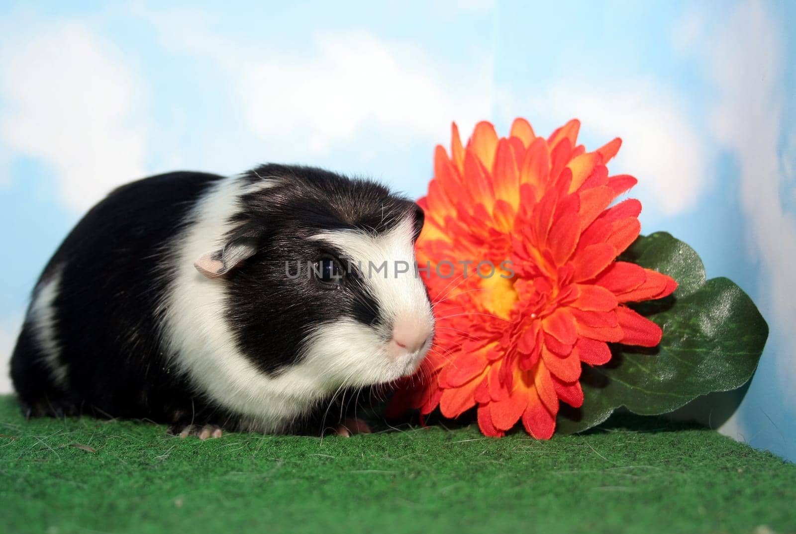 Stella with Flower IV