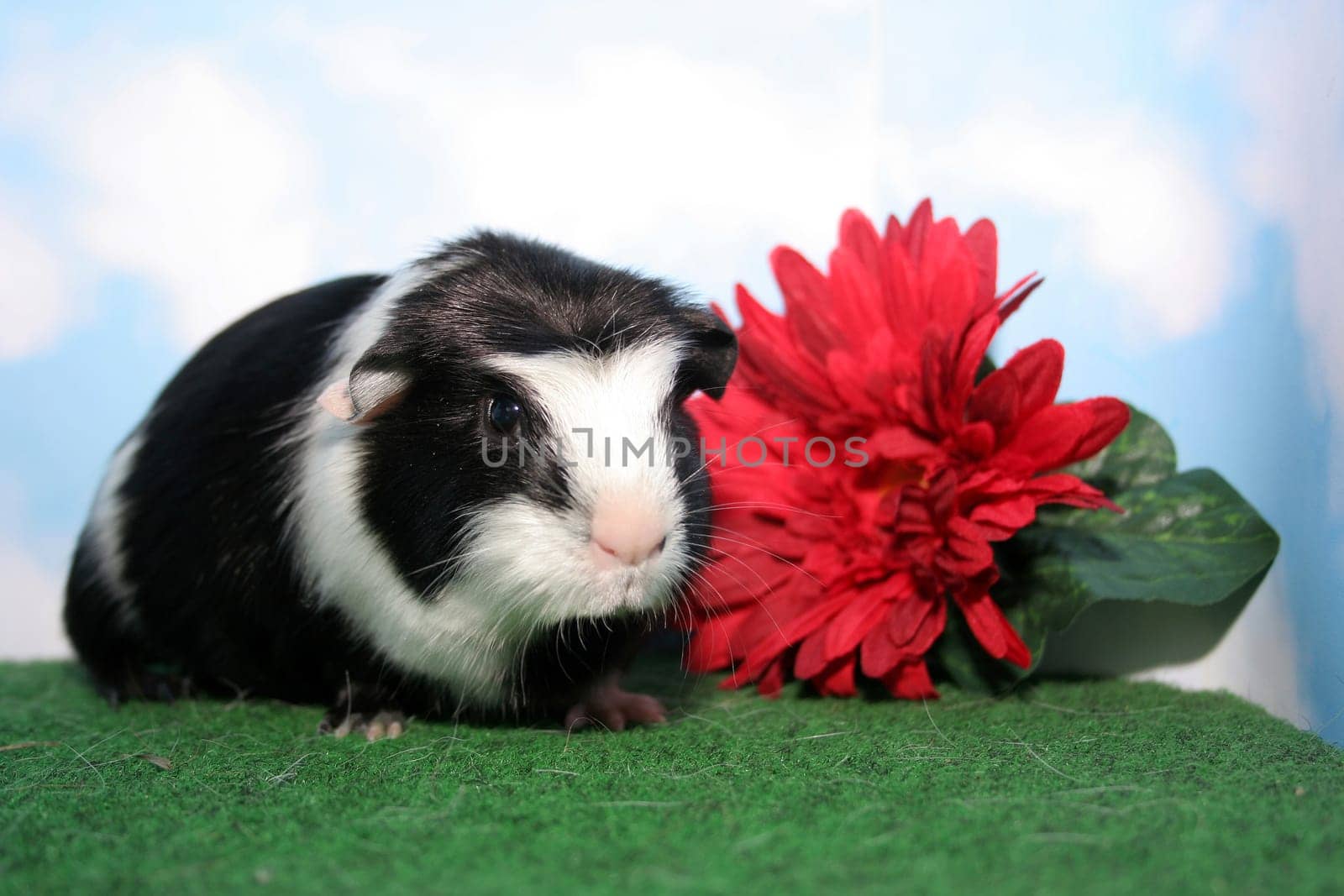 Stella with Flower III