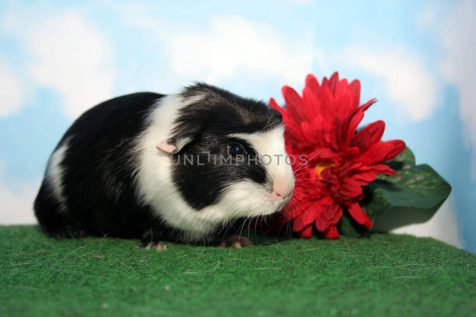 Stella with Flower II