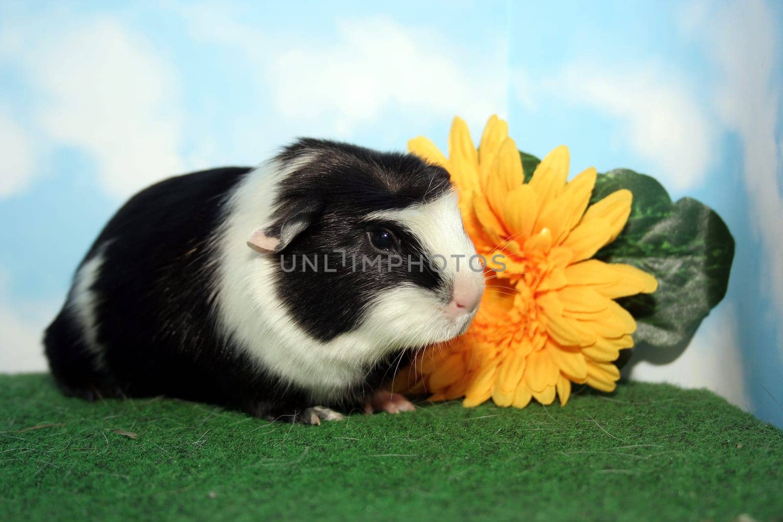Stella with Flower I