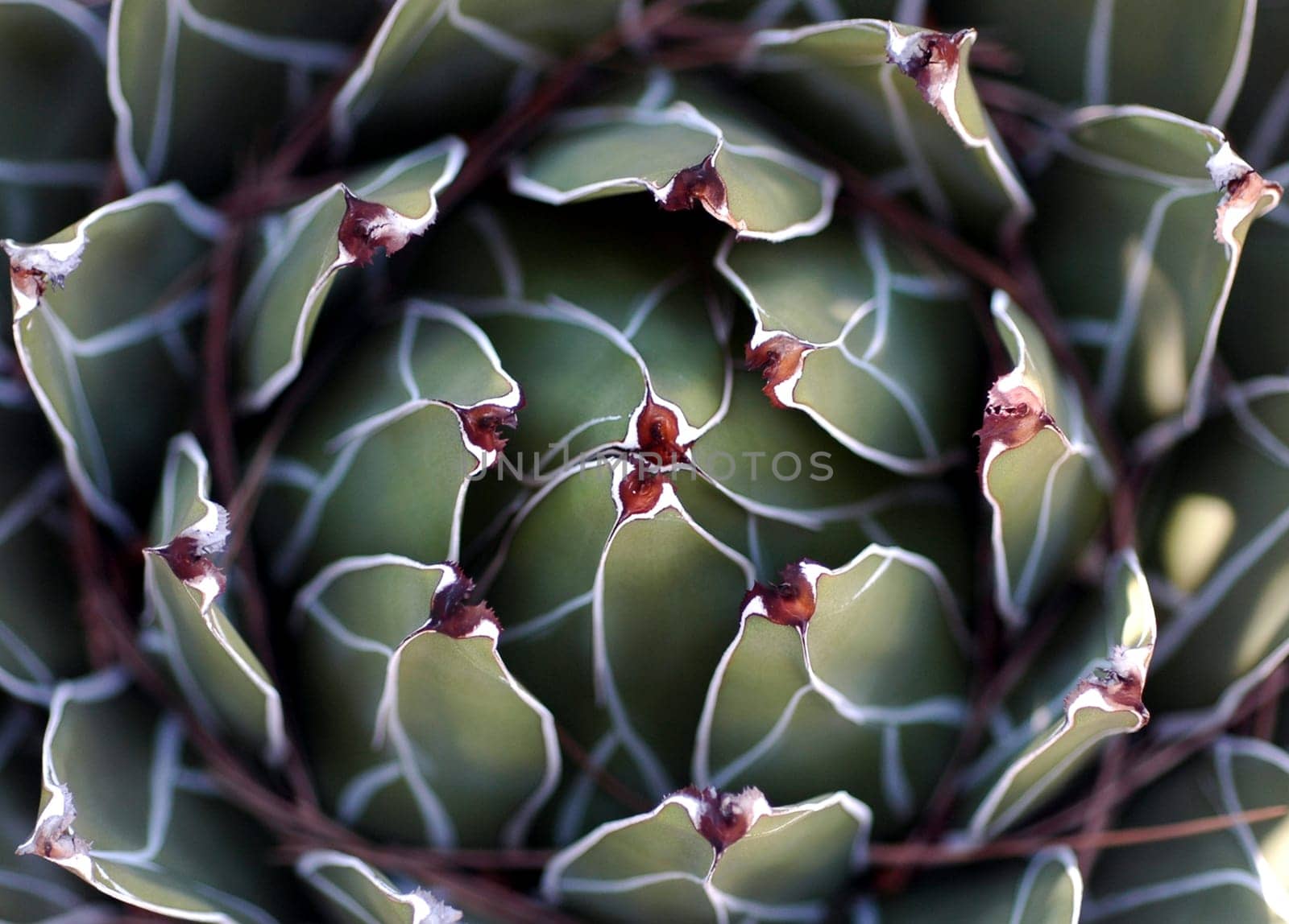 Macro Agave
