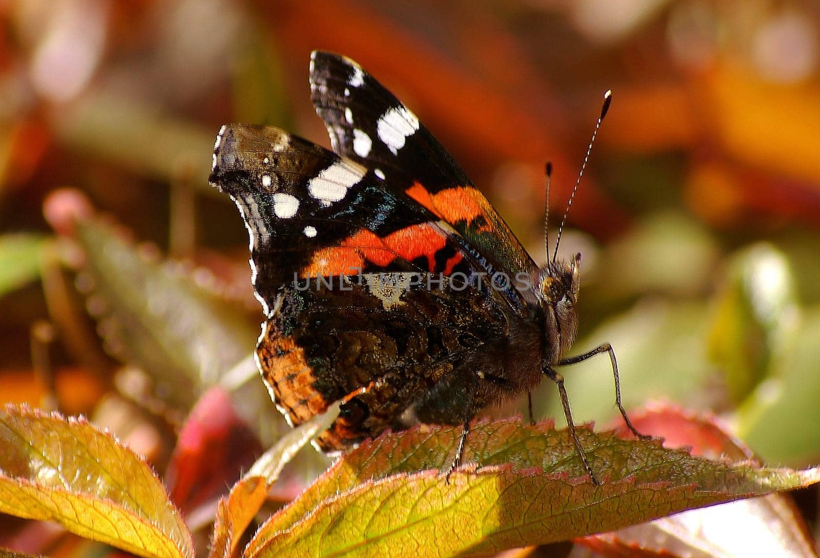 Colorful Admiral
