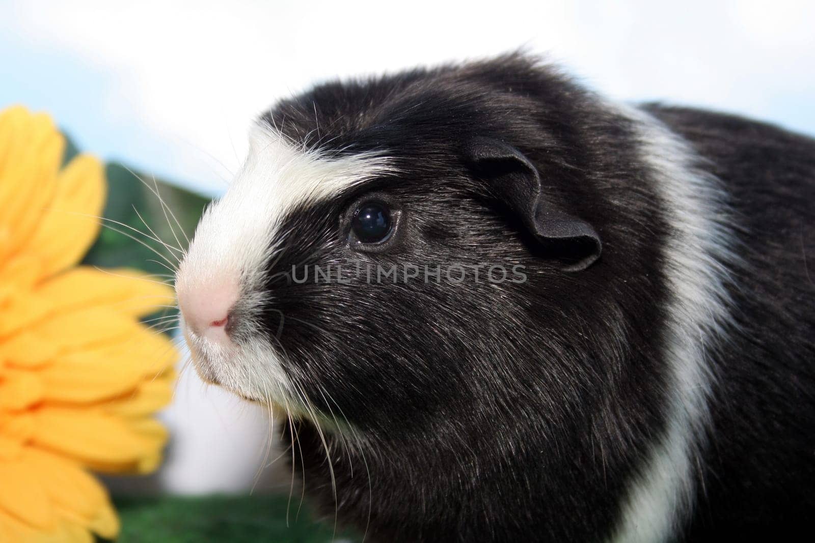 Stella with Flower VIII