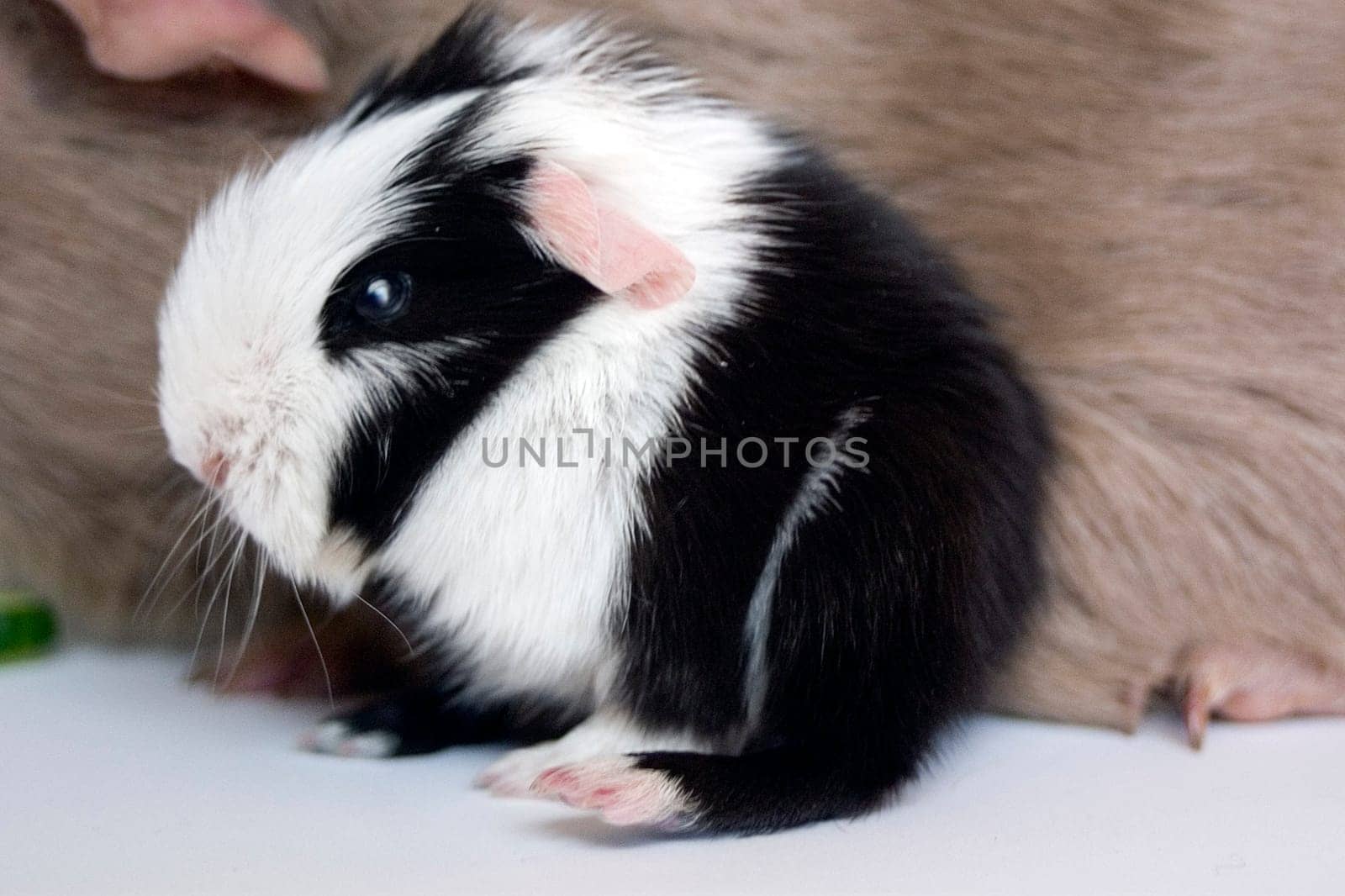 Our little problem child,we have to put her on every 2 hours with the mother,otherwise she won't let her drink,but she is already 6 days old and is gaining weight.