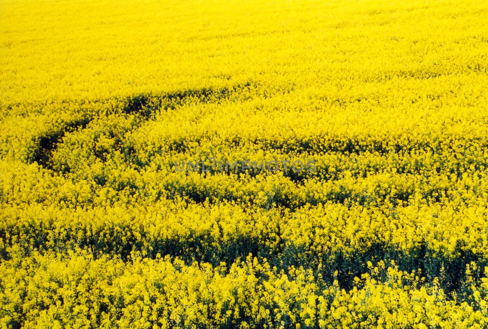 rapeseed