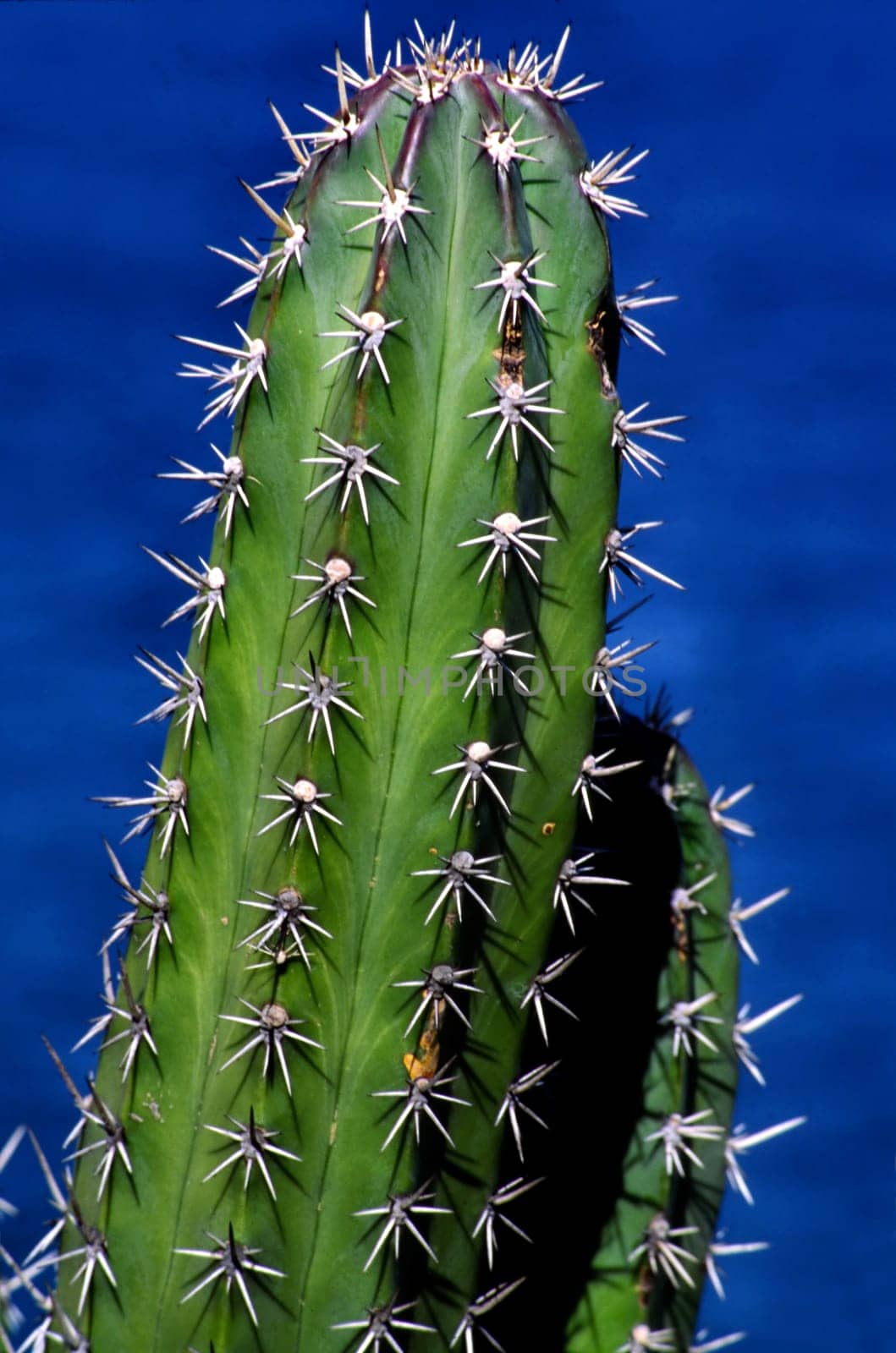 (unfortunately I don't know the exact name of this cactus genus - maybe you know better ...)