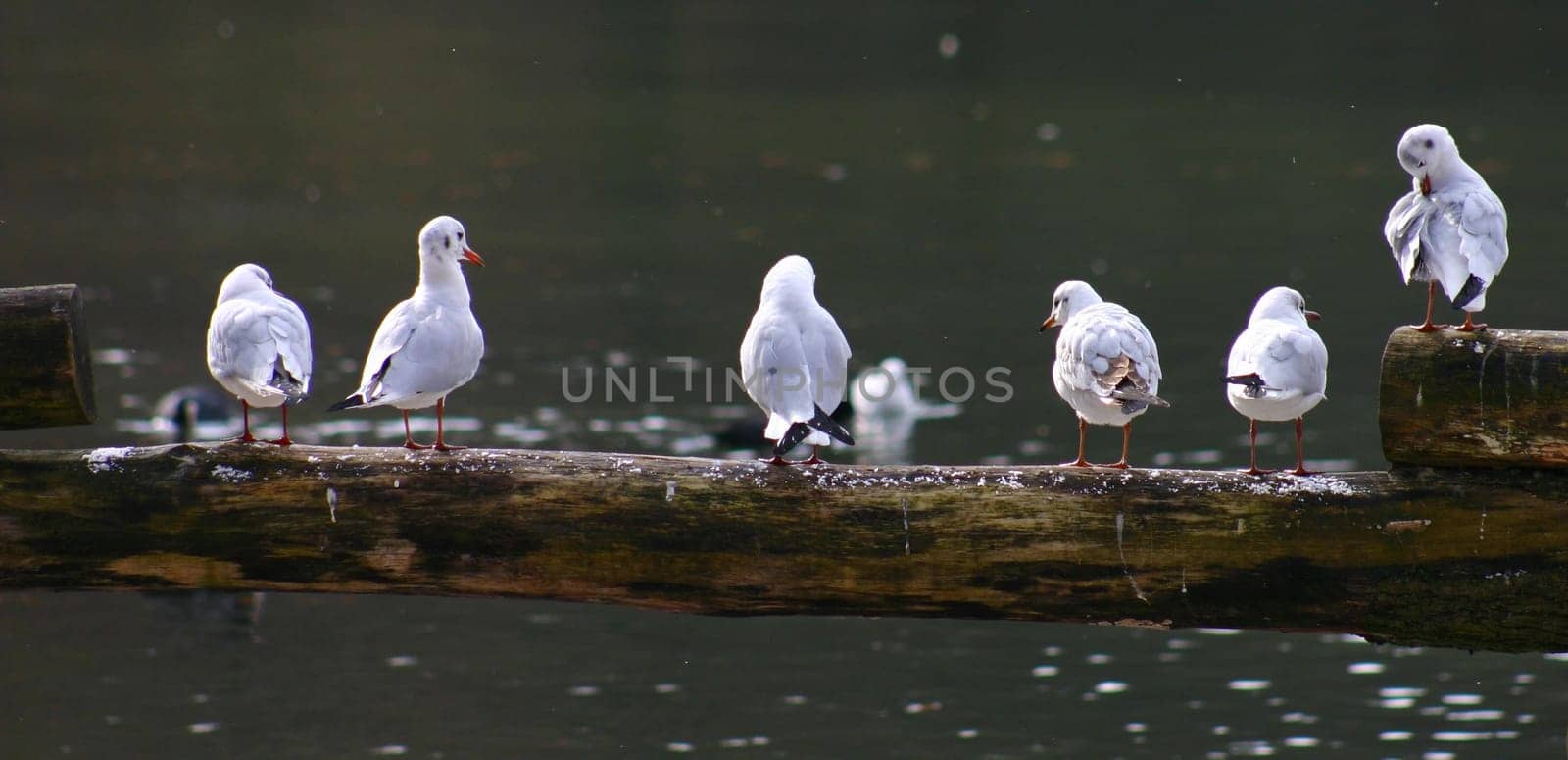 at the fish ponds