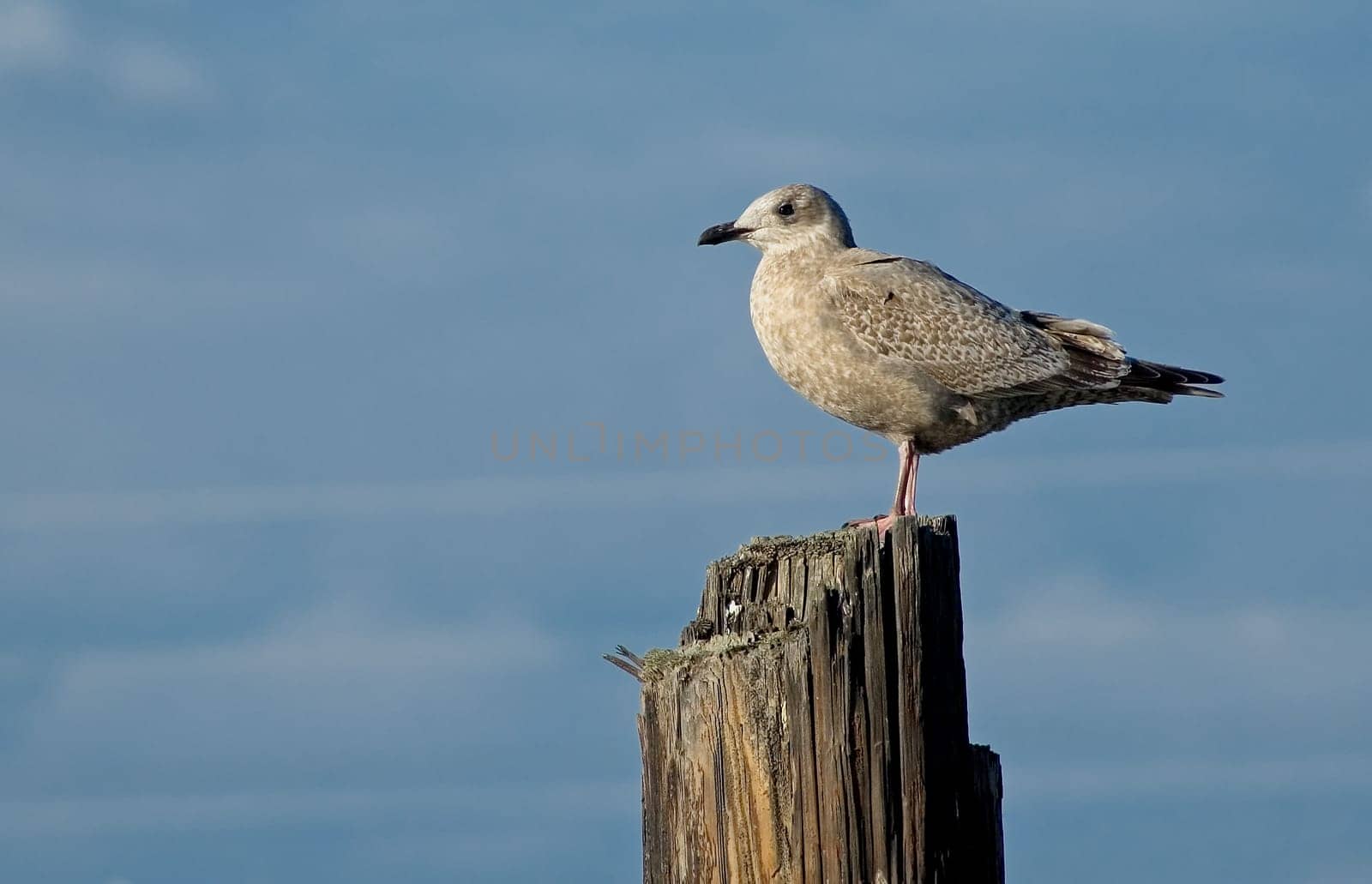 Observer
