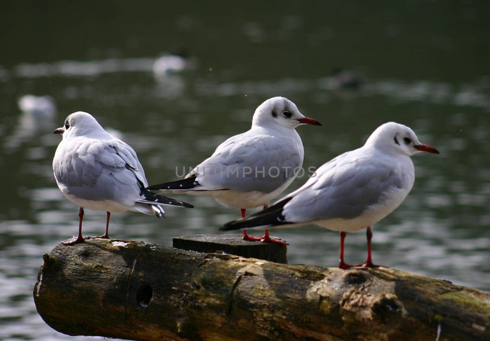 ... Winter break at the fish ponds in Paderborn