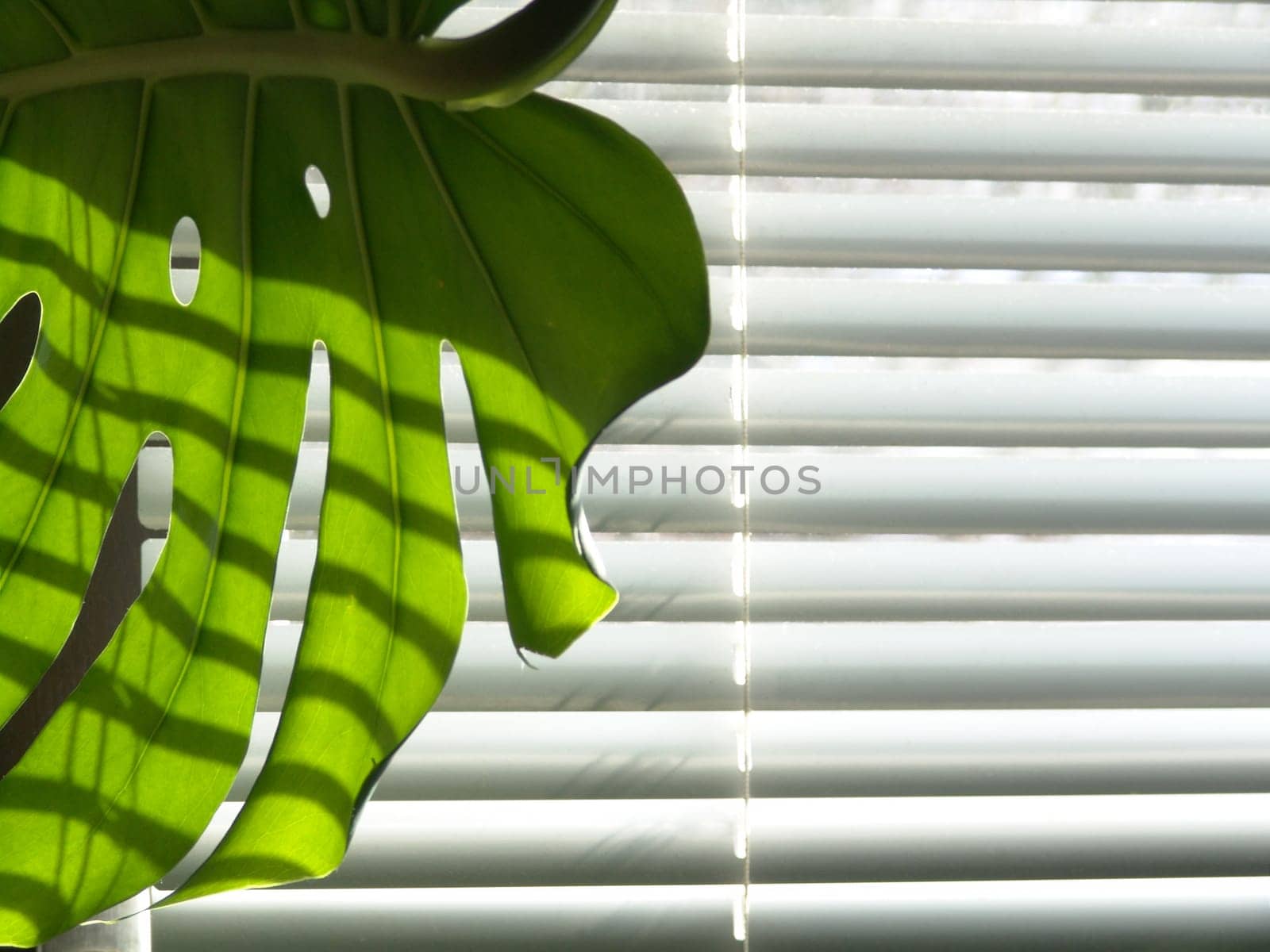 Window leaf