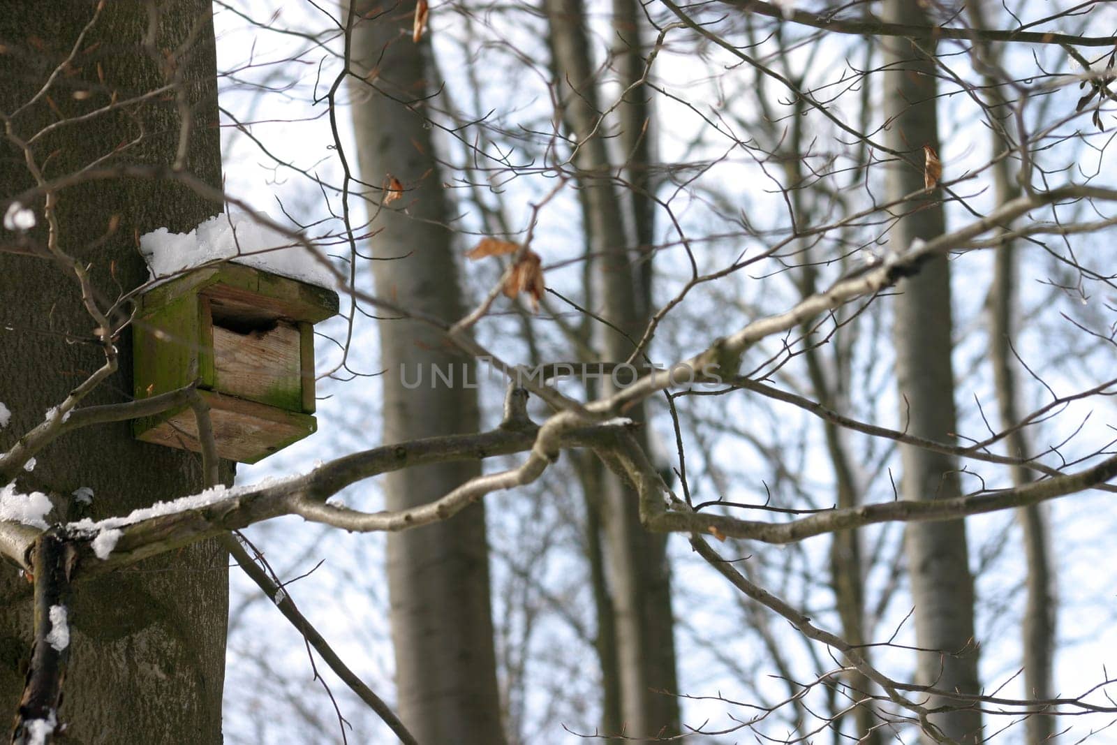 Nest box in the winter forest