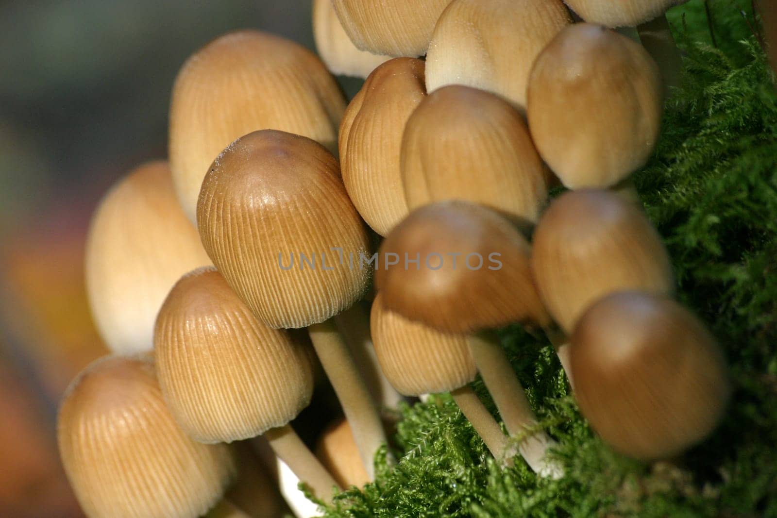 Small mushrooms on green moss cushion