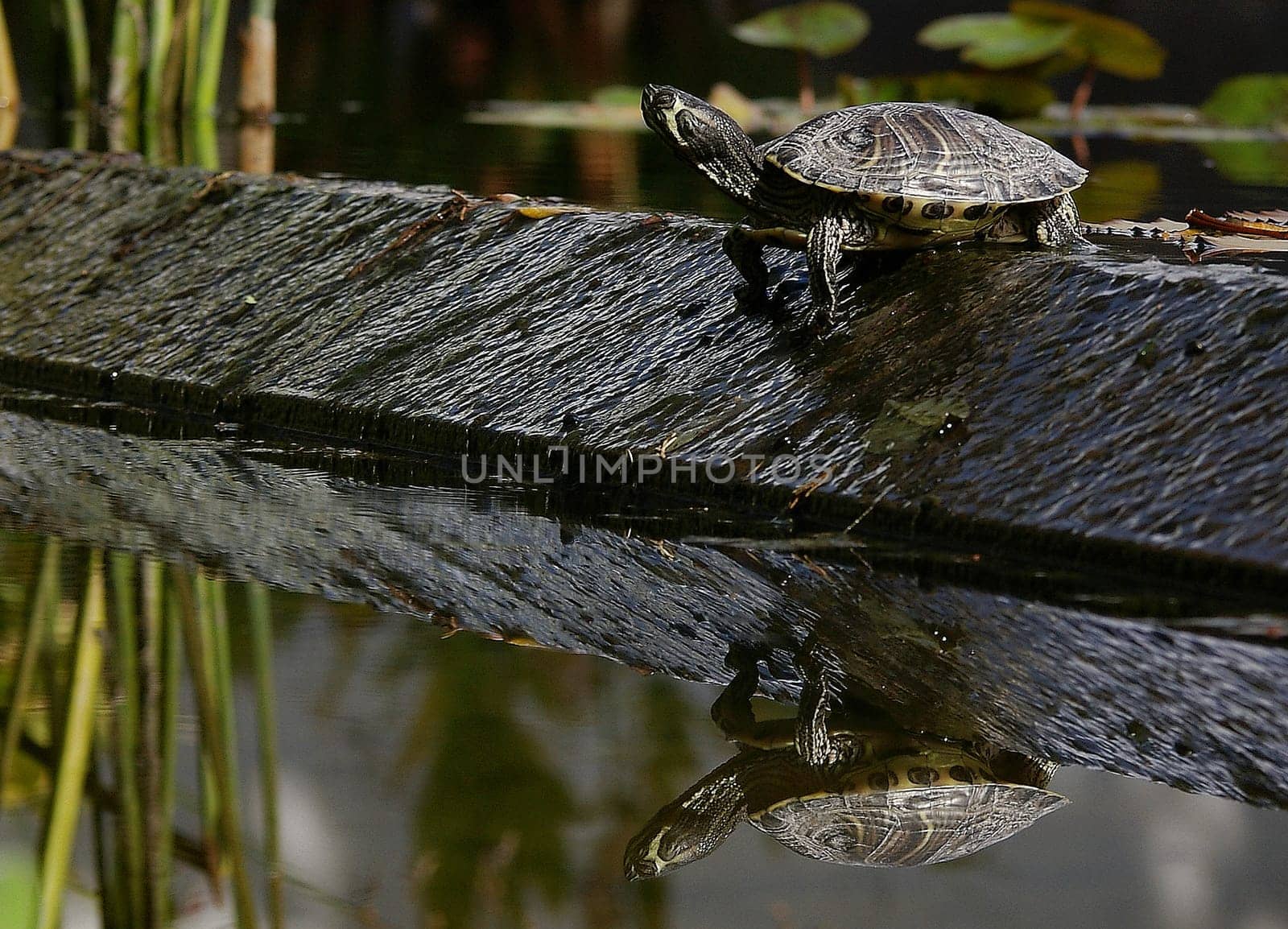 wildlife at a pond in Tenerife