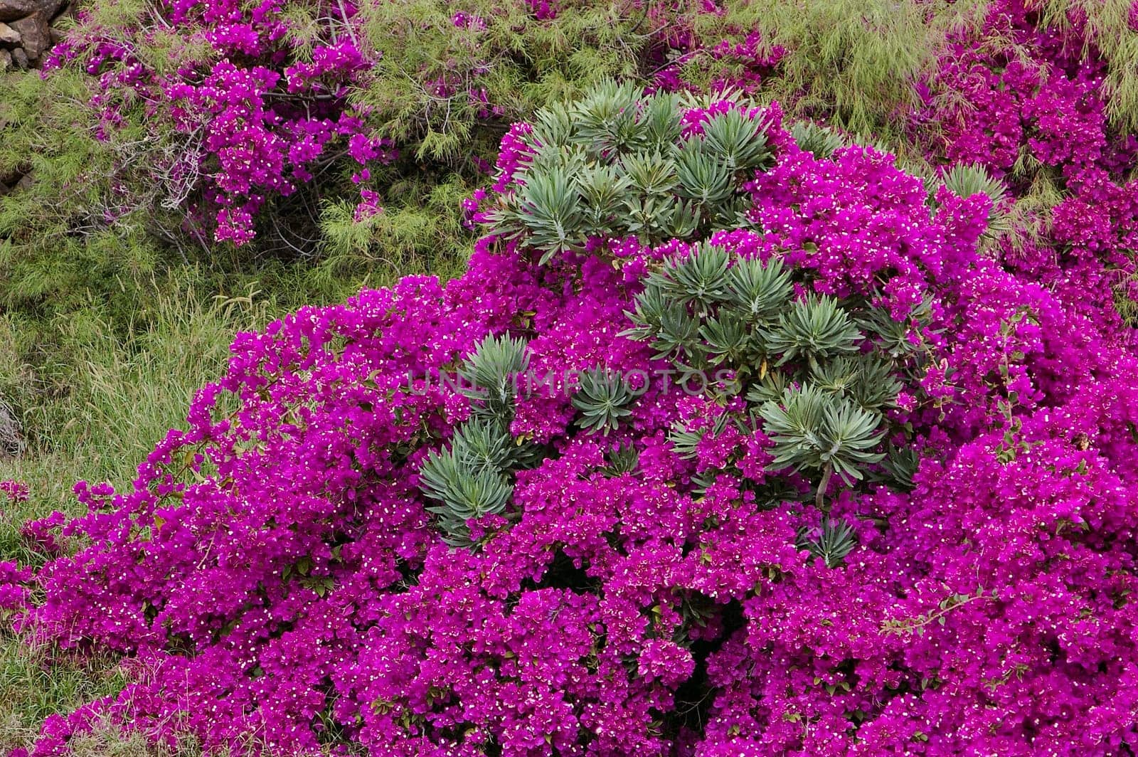 it was quite incredible - the extension of the shrub was more than 10 sq. m2.