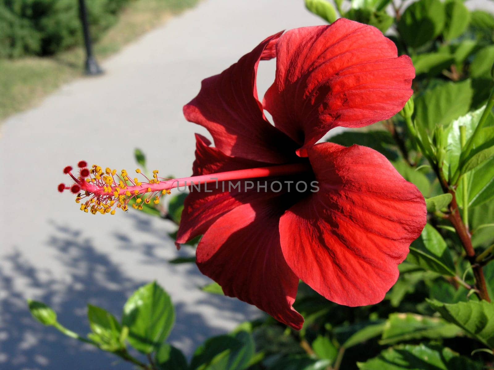 Hibiscus flower 3264 x 2448 pixels