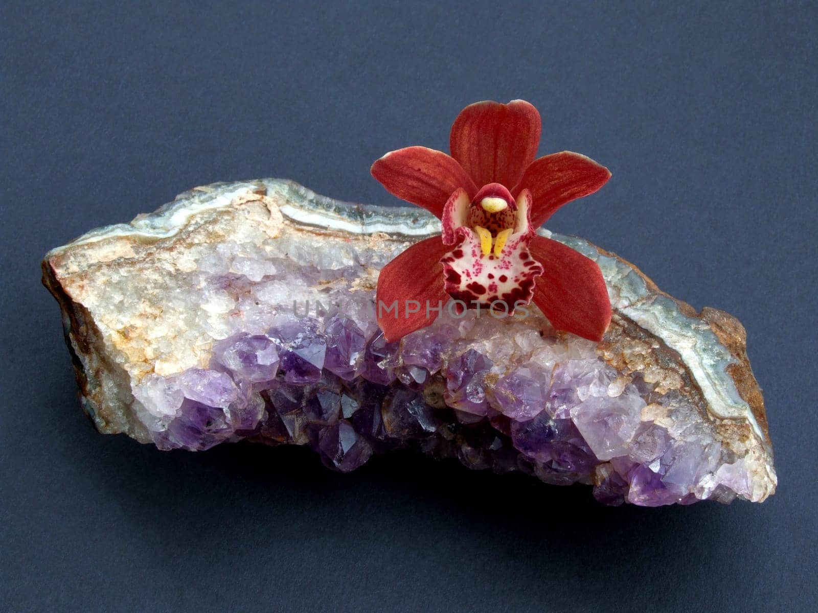 Reddish-brown cymbidium on a piece of an amethyst gland